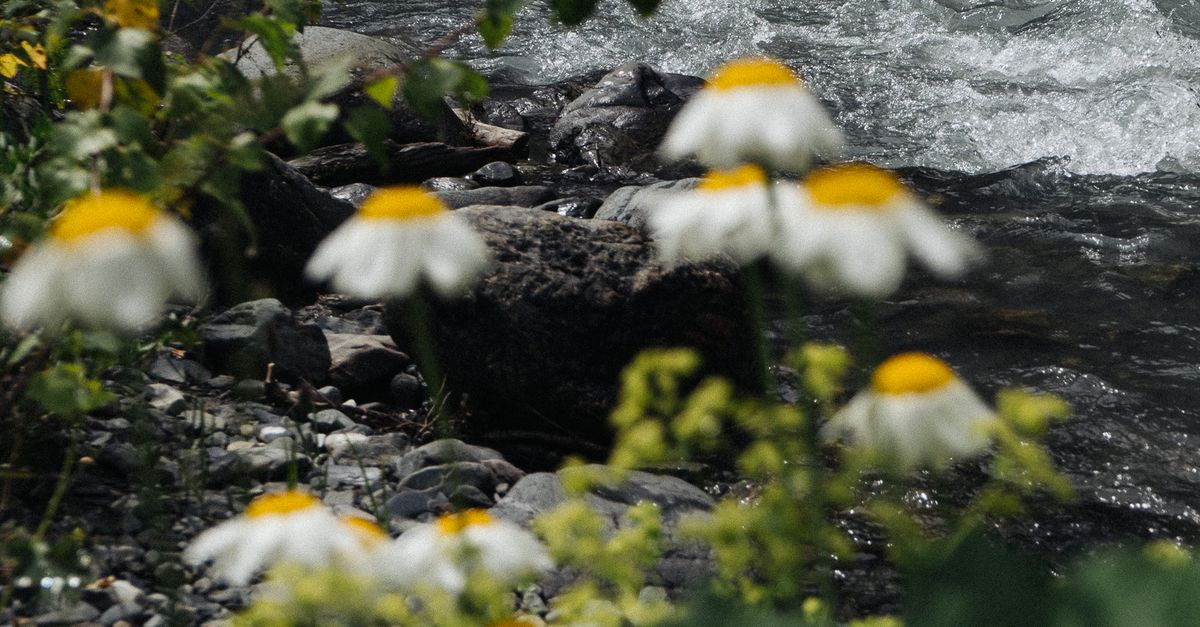 Stream Behind Daisies in Countryside · Free Stock Photo