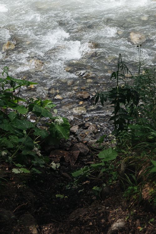 Free A tranquil view of a riverbank with lush greenery and natural flowing water over rocks. Stock Photo