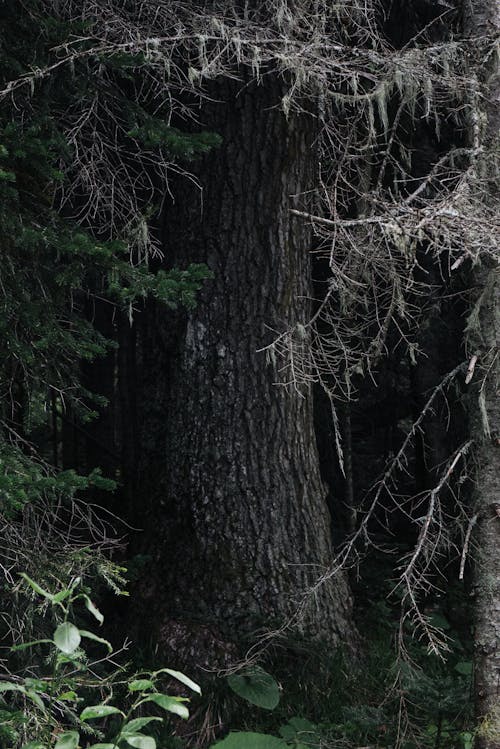 Foto profissional grátis de árvore, casca, escuro