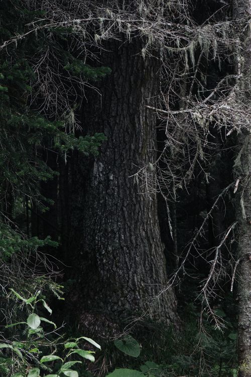Free Dark forest scene with dense trees and rich foliage, capturing nature's serene mood. Stock Photo
