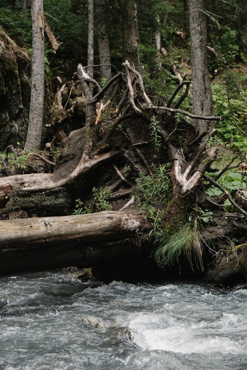Brown Tree Logs on River