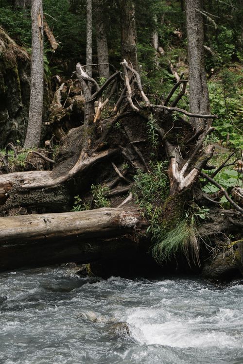 Free Tranquil forest stream with tree logs and lush greenery, capturing the essence of nature. Stock Photo