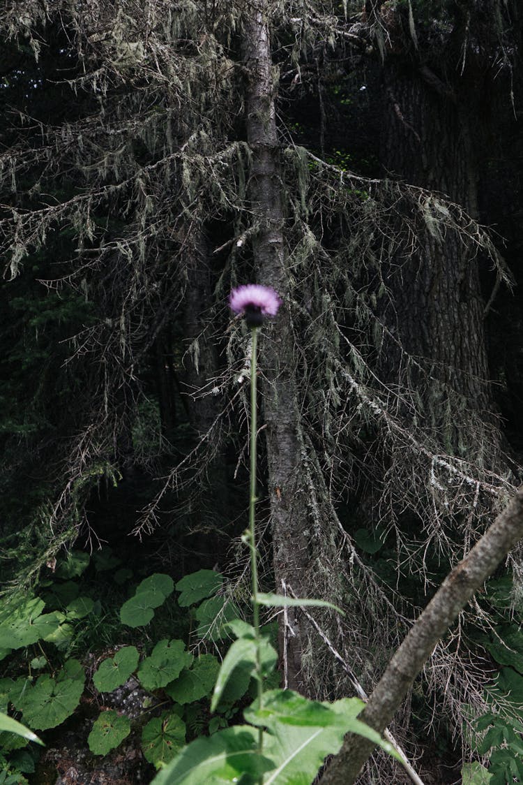 Purple Flower Near Tree