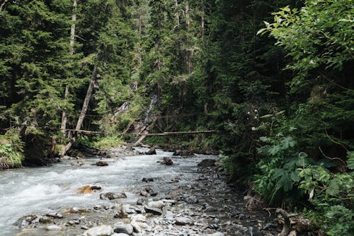 Wooden Bridge over a River in the Middle of Forest