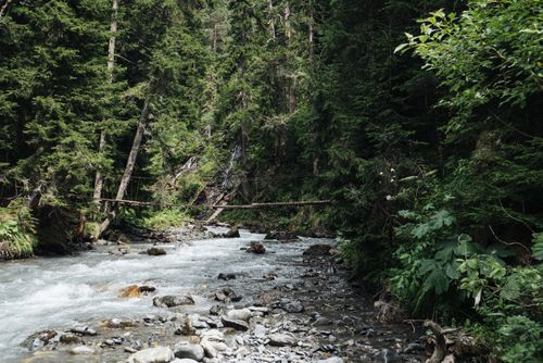 Free Tranquil forest river with wooden bridge surrounded by lush greenery in natural setting. Stock Photo
