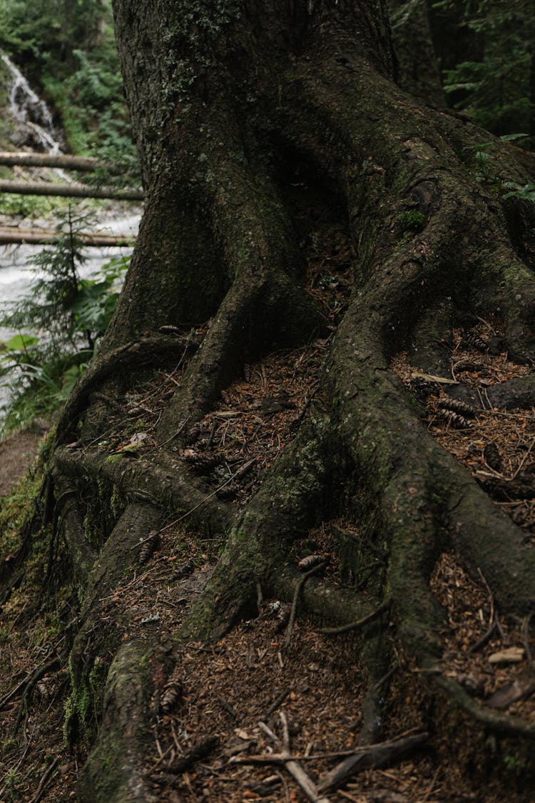 Roots Of Tree