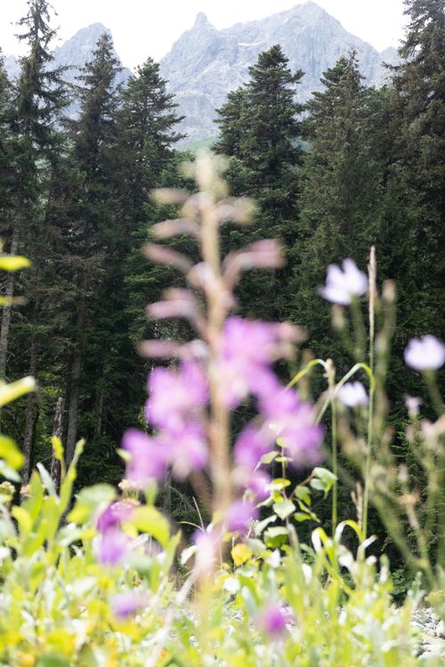 Free Beautiful mountain landscape with wildflowers in the foreground and dense forest Stock Photo