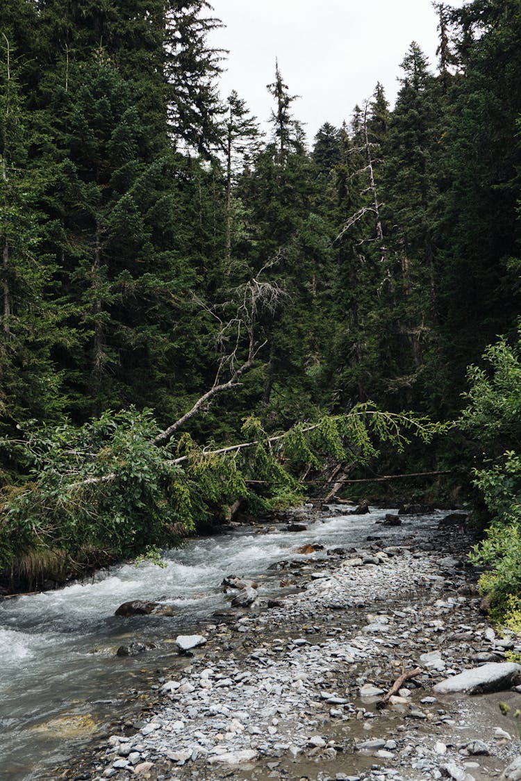 A River In The Forest 