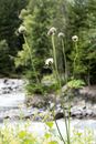 White Flower With Green Leaves