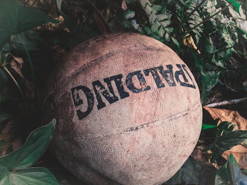 Brown Spalding Ball on Green Leafed Plants