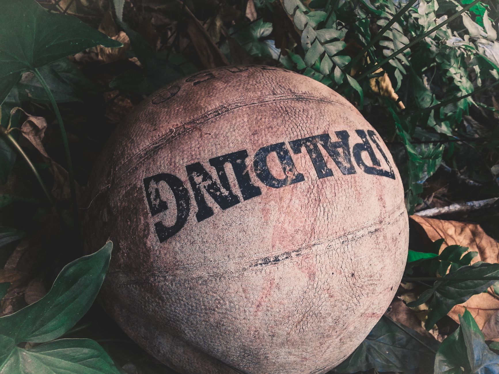 A vintage basketball nestled among outdoor leaves and plants.