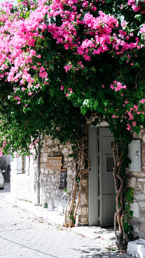 Free Vibrant pink bougainvillea over a stone building facade, capturing the essence of Mediterranean architecture. Stock Photo