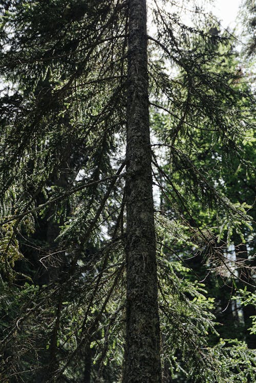 Foto d'estoc gratuïta de arbre, branques, conífera