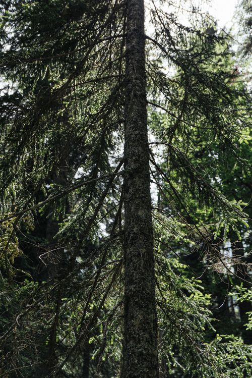 Free A tall evergreen tree in a sunlit forest captures the essence of nature. Stock Photo