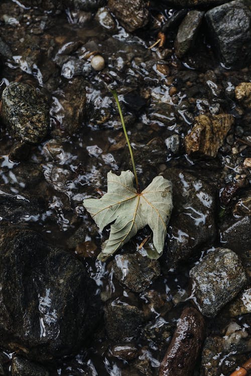 Fallen Leaf on Wet Rocks