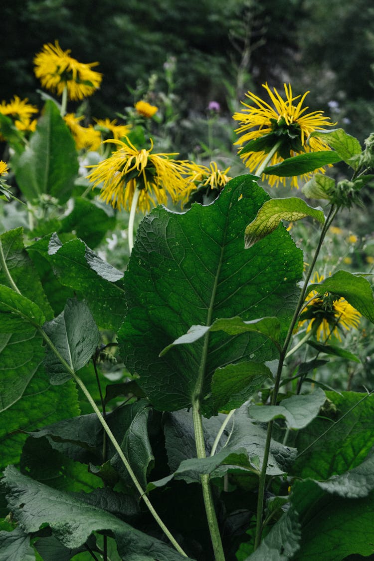 Yellow Flowers Growing In Garden