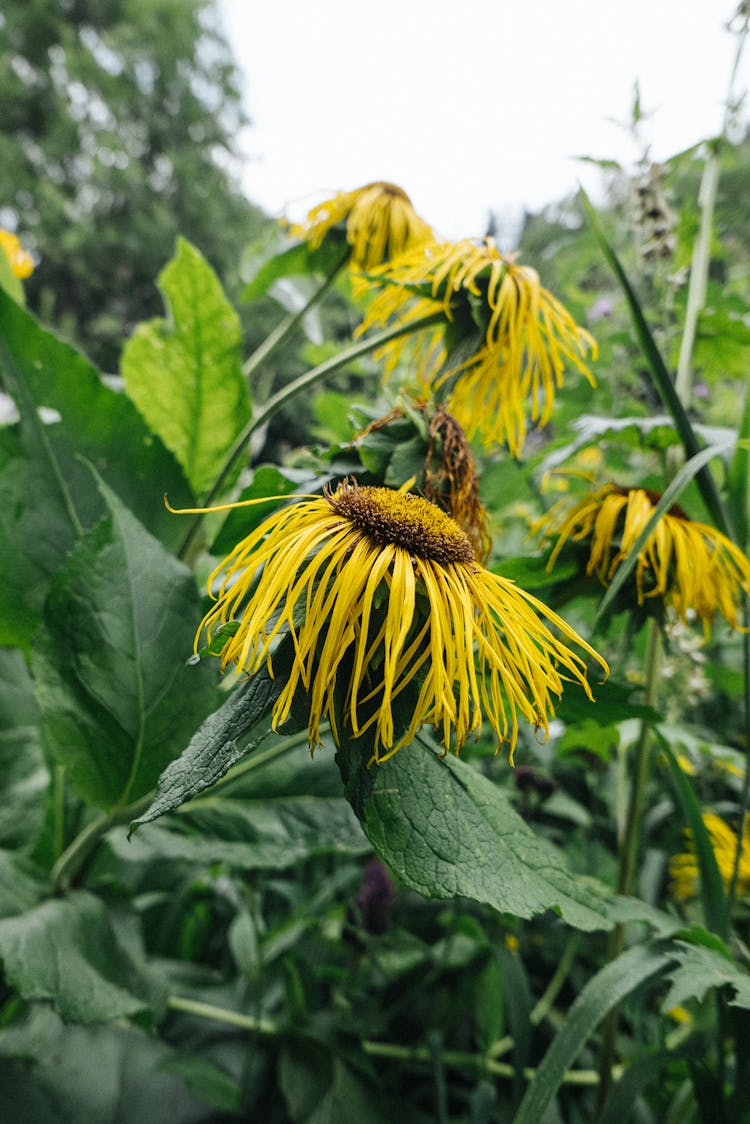 Wilted Yellow Flowers In A Field 