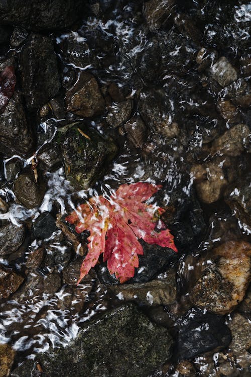 Overhead Shot of a Maple Leaf on The Rocks