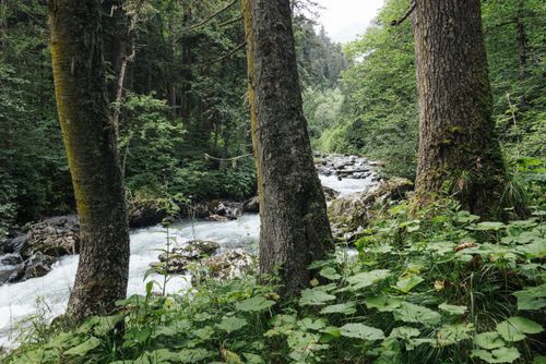 Free A tranquil forest stream surrounded by lush greenery and tall trees, perfect for nature exploration. Stock Photo