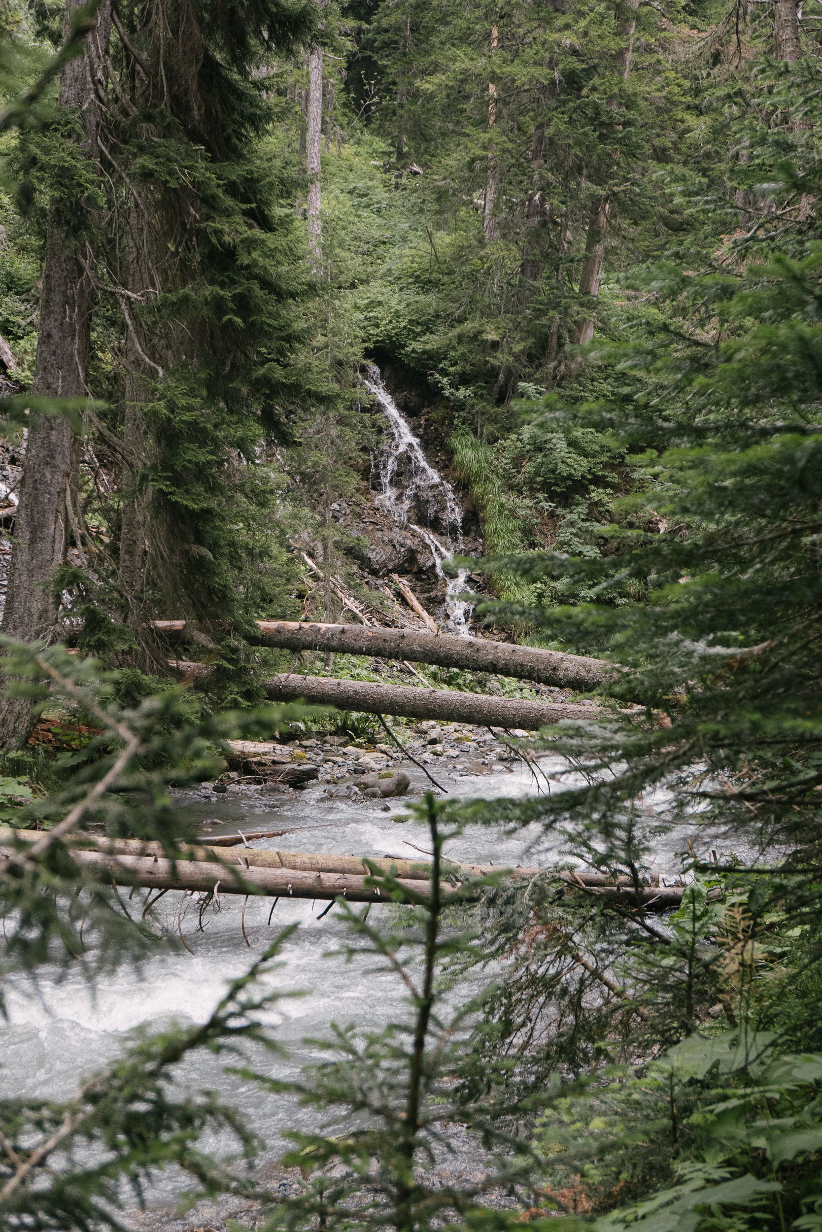 A River in the Forest · Free Stock Photo