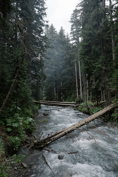 River in the Middle of Forest