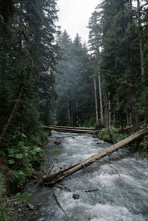 Free A serene river flowing through a dense forest with fallen logs and lush greenery. Stock Photo