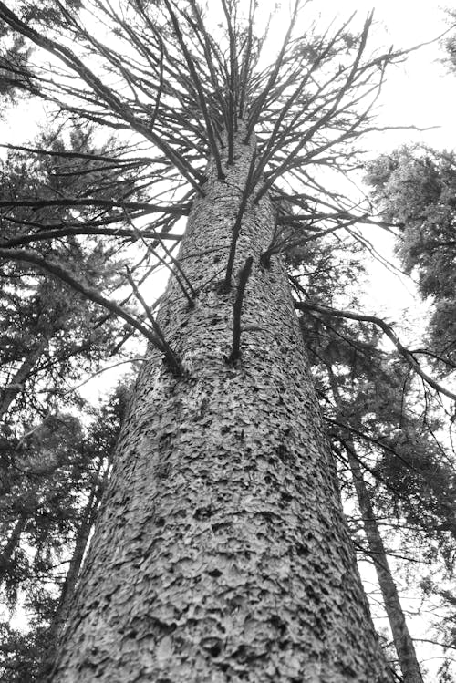 Grayscale Photo of a Bare Tree