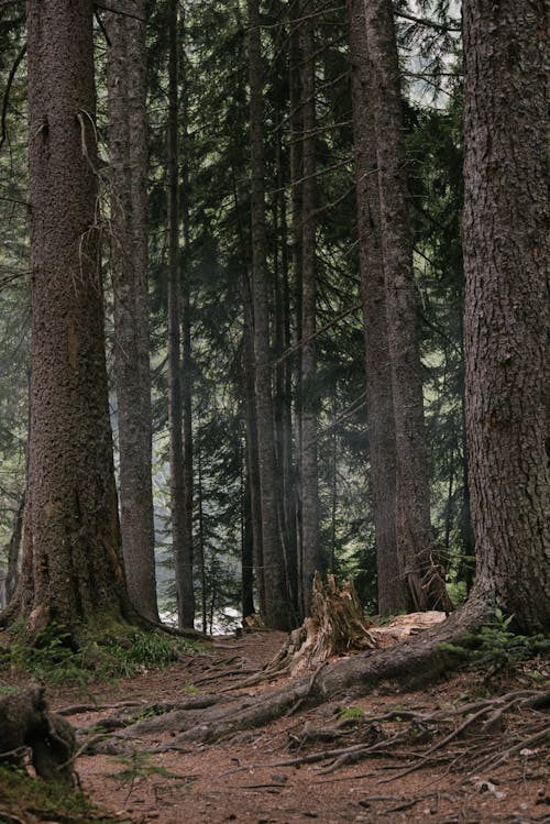 Imagine de stoc gratuită din arbori, codru, dumbravă