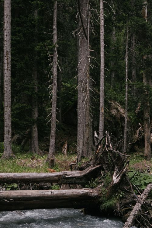 Free Serene forest with tall trees and a flowing stream, exuding tranquility and natural beauty. Stock Photo