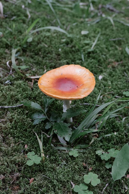Close-Up Photo of a Brown Mushroom on the Ground