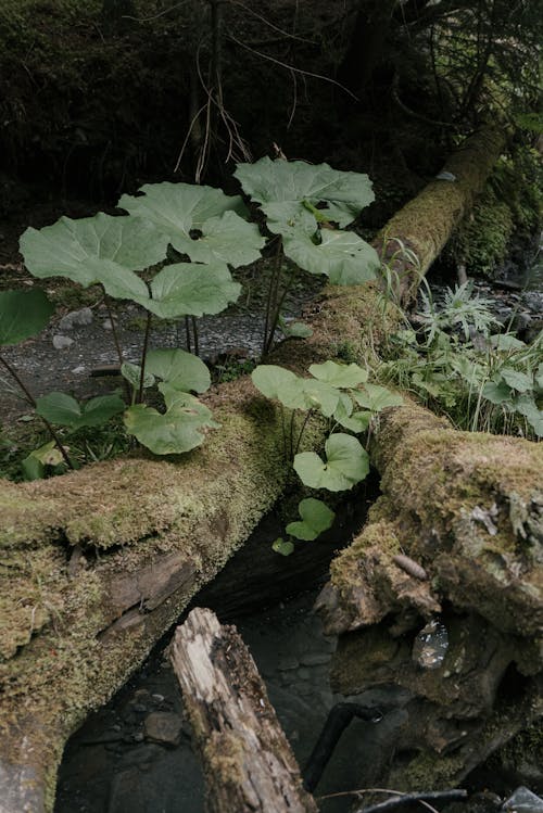Darmowe zdjęcie z galerii z las, liście, natura