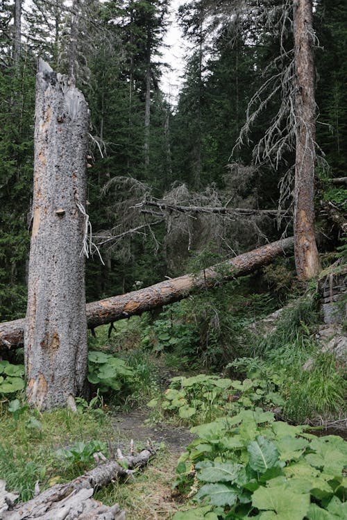 Imagine de stoc gratuită din arbori, centrale, codru