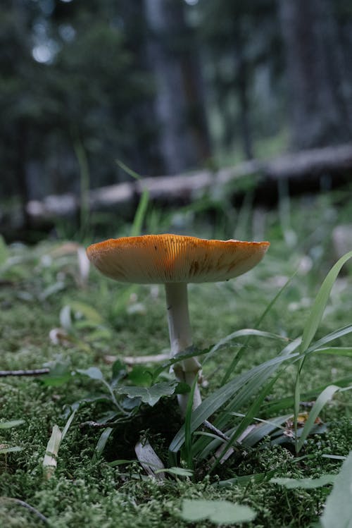 Close-up of Mushroom on Grass 