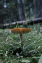 Free stock photo of boletus, color, eco living