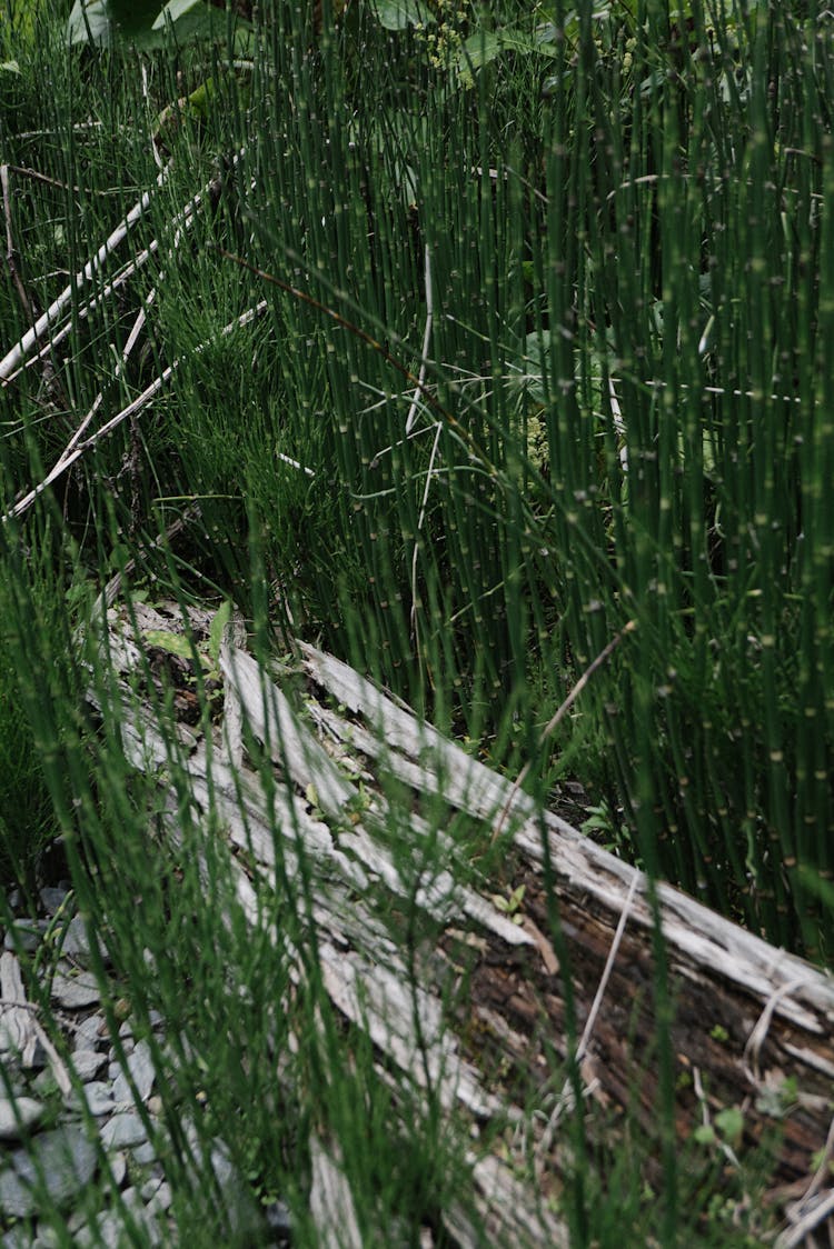 Close-Up Shot Of A Log In A Grassy Area