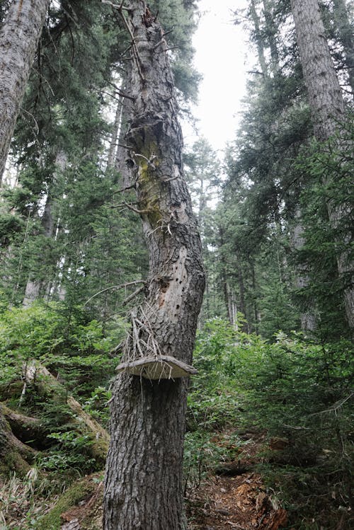 Základová fotografie zdarma na téma les, příroda, prostředí