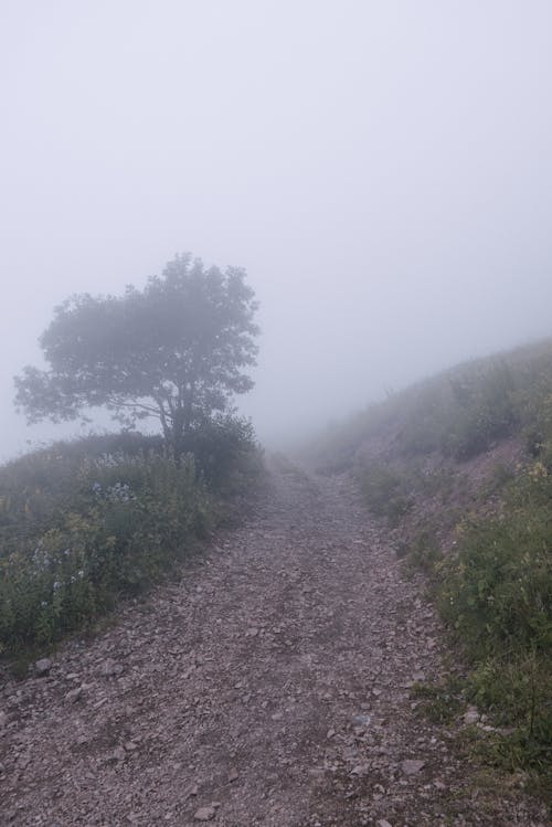 Darmowe zdjęcie z galerii z droga nieutwardzona, drzewo, mgła