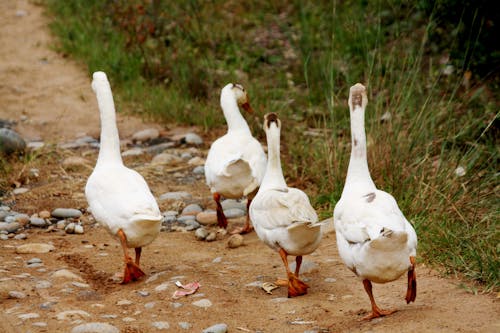 White Geese on Brown Soil