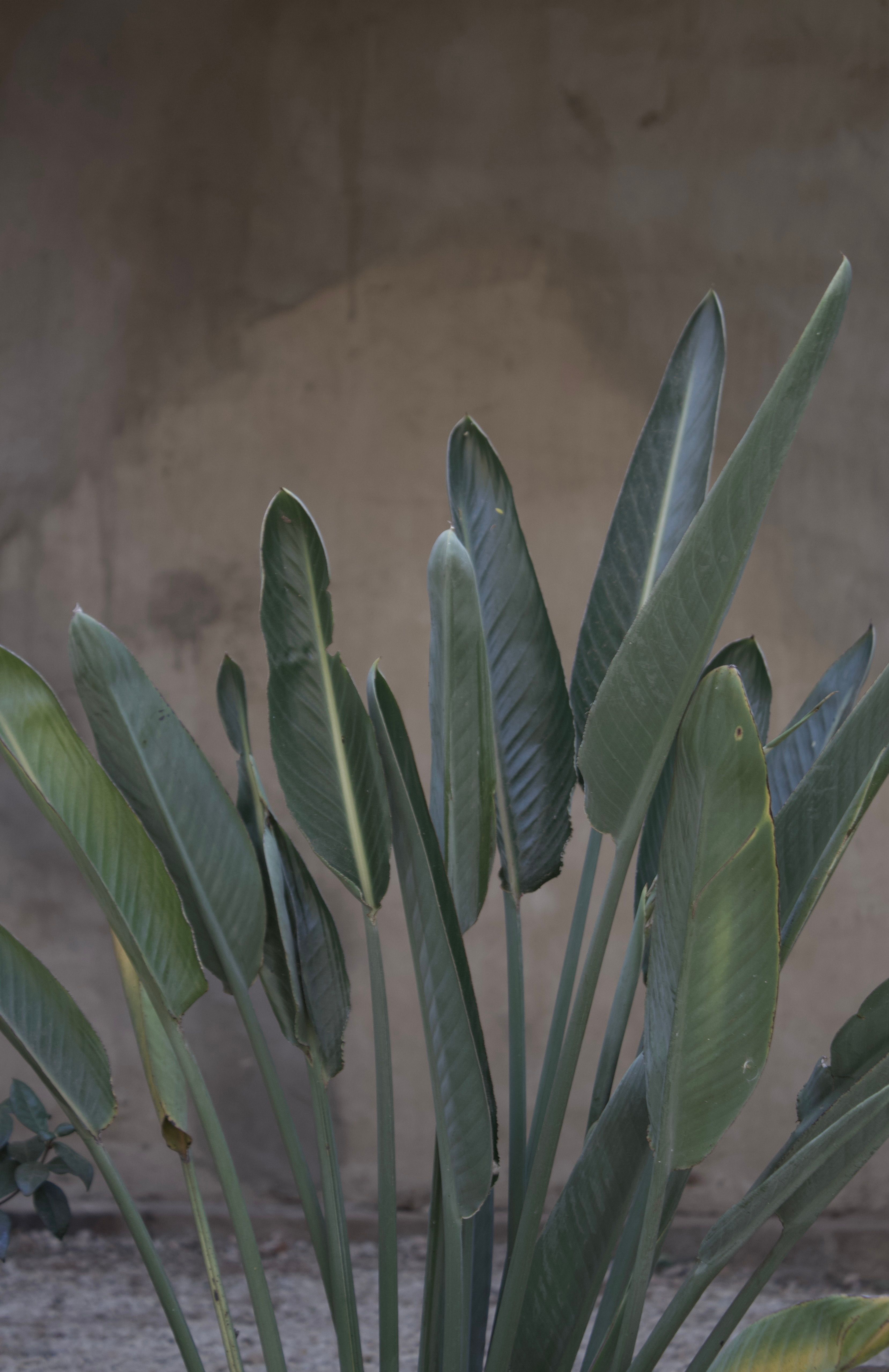 Close-up of Strelitzia leaves against a rustic wall, perfect for nature themes.