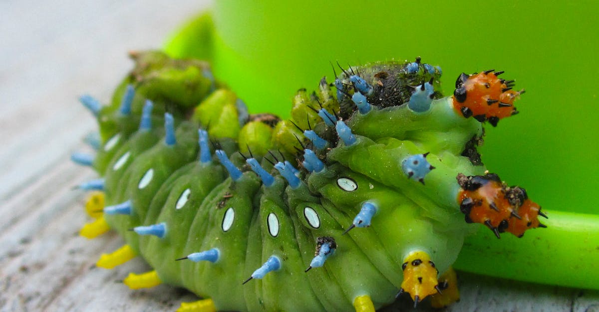 Green Catterpillar
