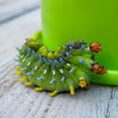 一只充满活力的尖刺毛毛虫正在户外的绿色花盆旁爬行