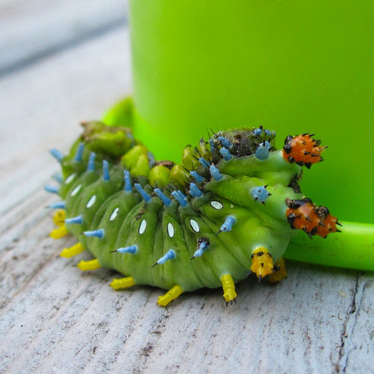 免費 綠色catterpillar 圖庫相片