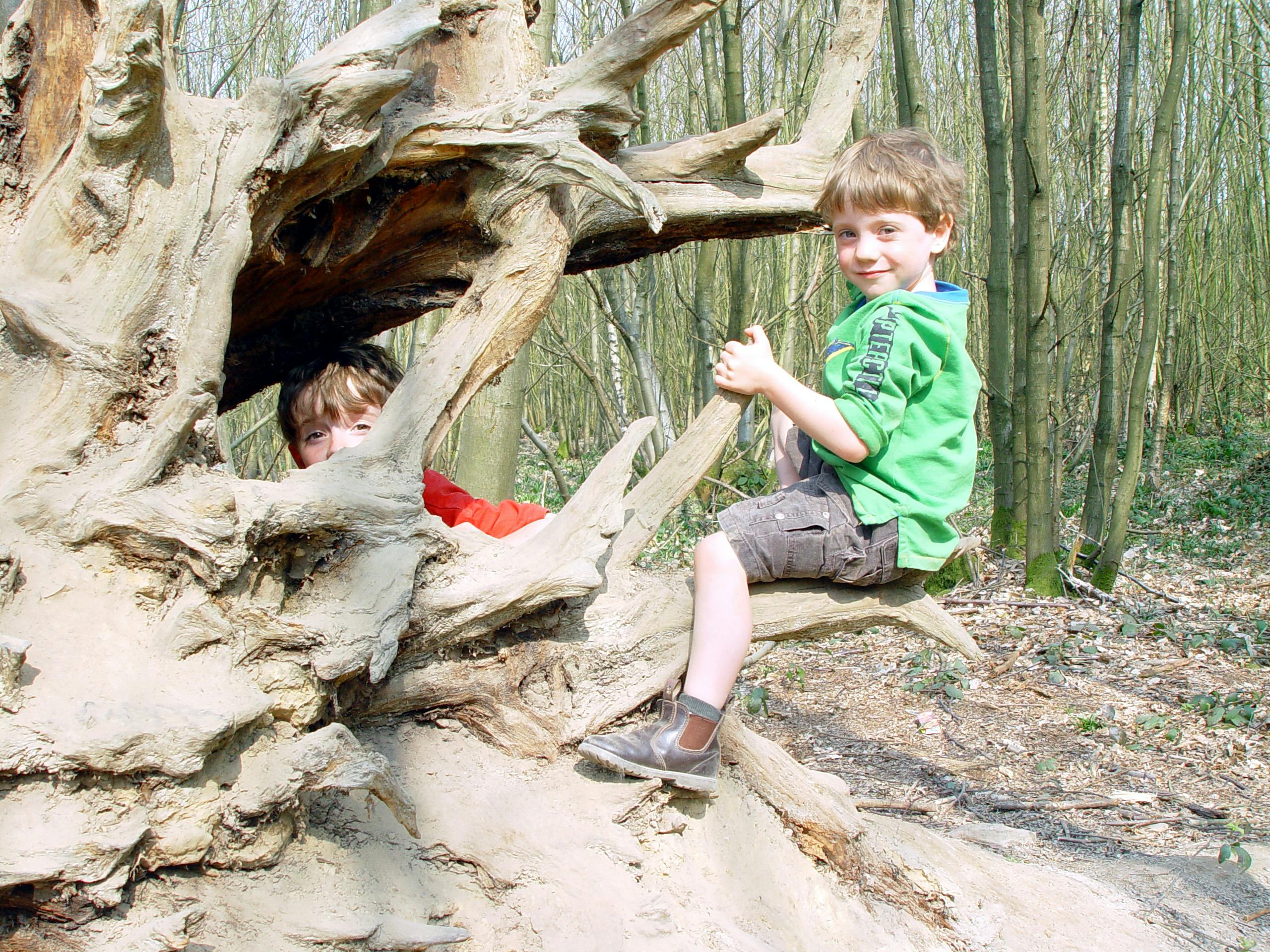 Free stock photo of boys play, fallen tree, forest