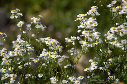 Selective Focus Photography of White Petaled Flowers