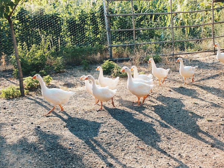 Ducks Walking Together