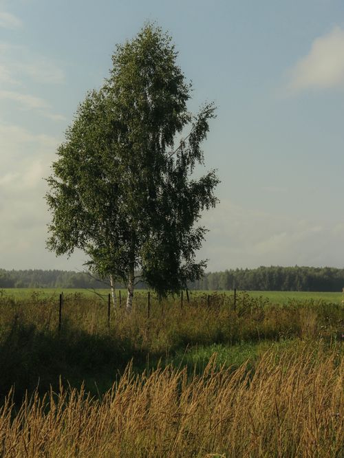 Free A solitary birch tree stands gracefully amidst a tranquil field, capturing nature's serene beauty. Stock Photo