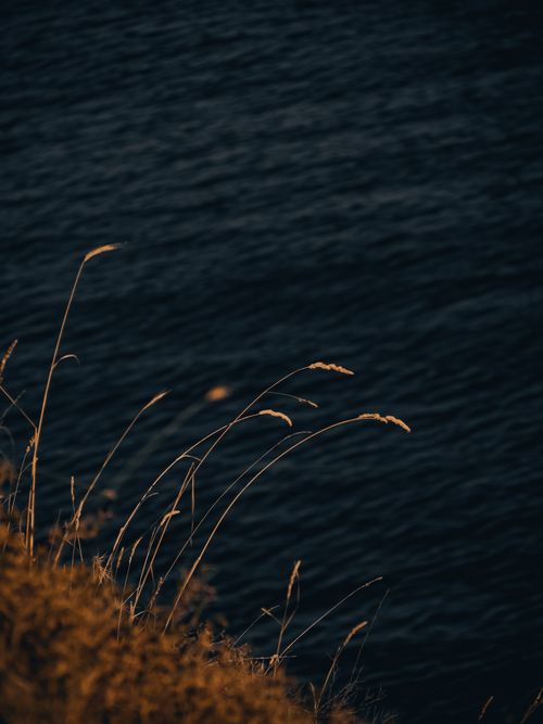 Free Intimate view of golden grass against the backdrop of dark ocean waves at dusk. Stock Photo