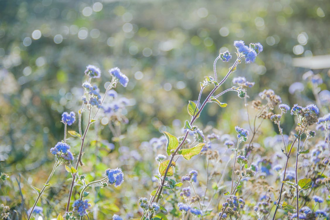 Free Selective Focus Photography of Blue Ageratum Flowers Stock Photo