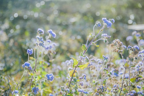 бесплатная Селективная фокусировка цветов голубого агератума Стоковое фото
