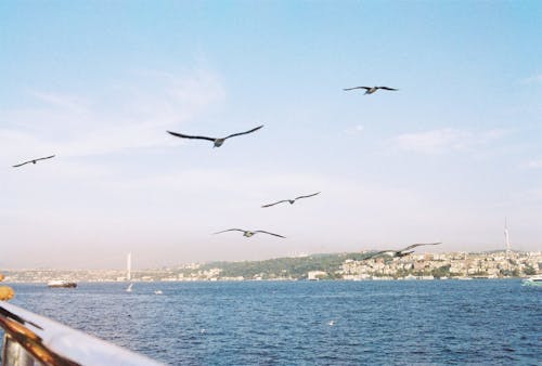 35毫米, 35毫米膠片, birds_flying 的 免費圖庫相片